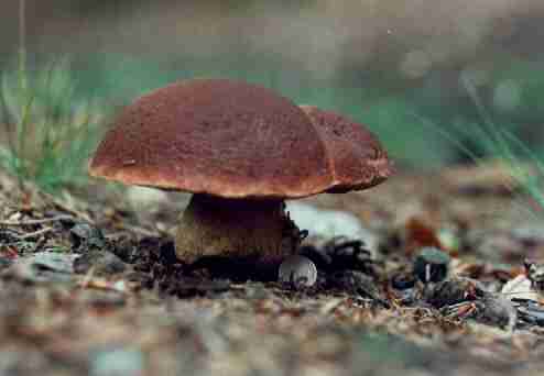  Image name: 92 Porcino.jpg 
 width: 494 pixel 
 height: 342 pixel 
 Size: 9528 bytes 
 Click to enlarge 